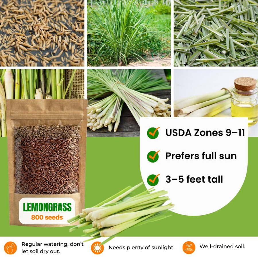 800 Lemongrass Seeds, Perennial Lemon Grass Herb, Lemongrass for Outdoor Landscape