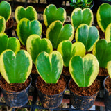 Variegated Kerri Hoya Plant Live, Rare Cream and Green Heart-Shaped Succulent Vine Leaves, Outdoor Indoor Houseplant Decor