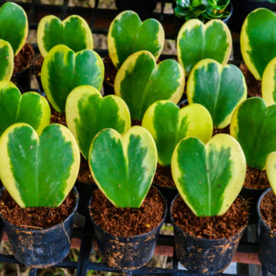 Variegated Kerri Hoya Plant Live, Rare Cream and Green Heart-Shaped Succulent Vine Leaves, Outdoor Indoor Houseplant Decor