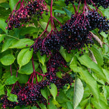 Elderberry Plant, 6-12" Tall in Pot, Black Elderberry Fruit Plants Live for Planting Outdoor Garden
