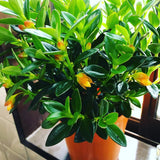 Tropical Goldfish Plant Live, 4" Potted Trailing Houseplant for Indoor or Patio Hanging