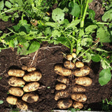 High Yielding Russet Potato Tubers, 1 Pound Potatoes Plants Bulbs for Outdoor Growing,Vegetables Heirloom Potato Seeds Live Tuber for Home Garden