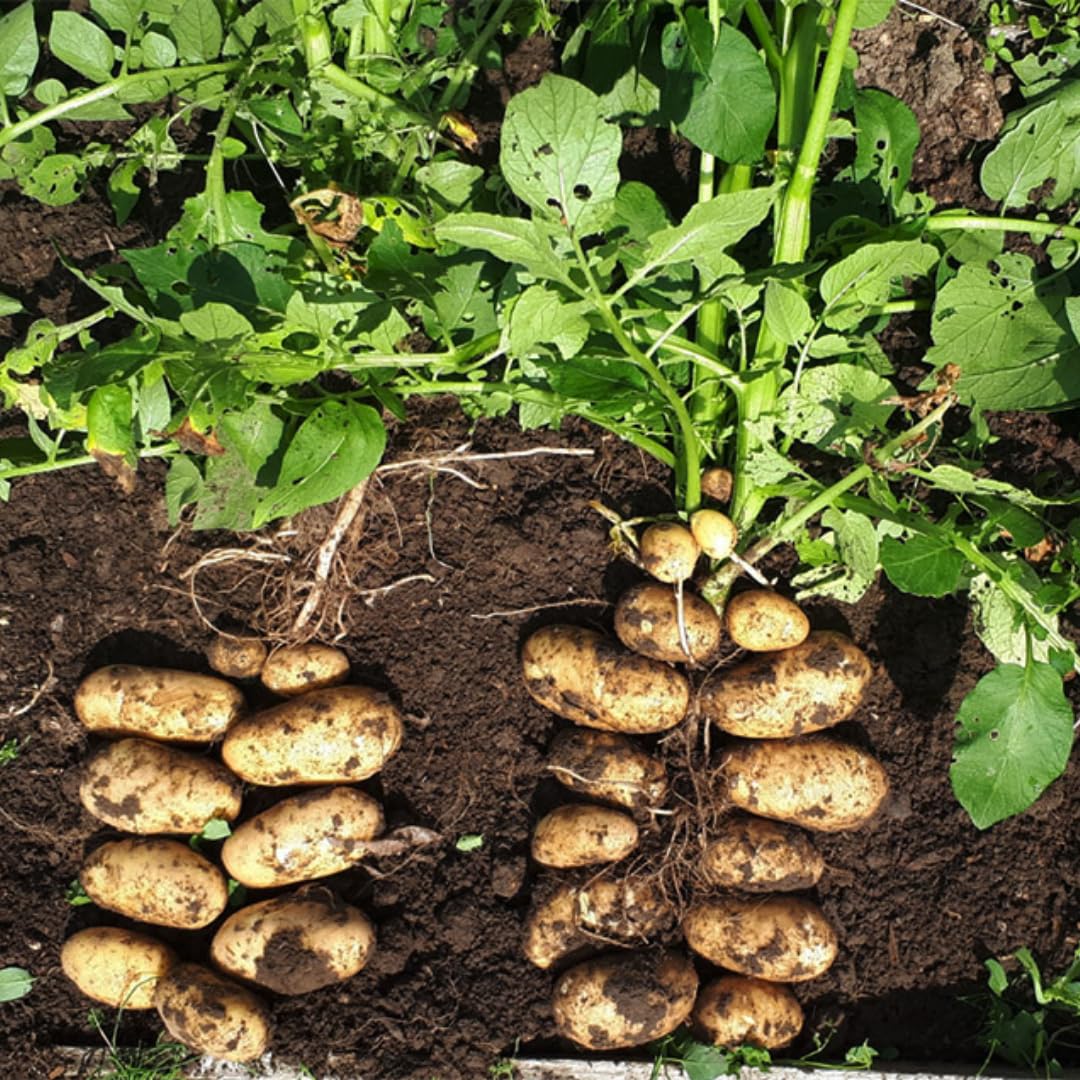 High Yielding Russet Potato Tubers, 1 Pound Potatoes Plants Bulbs for Outdoor Growing,Vegetables Heirloom Potato Seeds Live Tuber for Home Garden