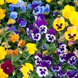 2 Pansies Plants Live in 4'' Pot, Live Pansies Live Plants for Containers and Gardens, Well-Rooted, Ideal for Spring and Fall Planting, 3-6 Inches Tall