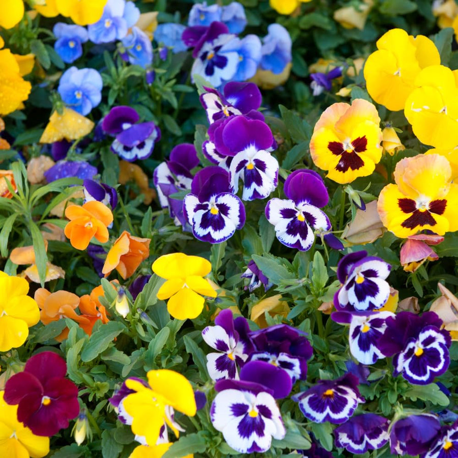 2 Pansies Plants Live in 4'' Pot, Live Pansies Live Plants for Containers and Gardens, Well-Rooted, Ideal for Spring and Fall Planting, 3-6 Inches Tall
