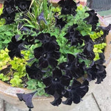 2 Black Petunia Plants Live, Vibrant Flowering Seedlings, 5-9 Inches Tall for Outdoor Spaces, Petunia Flowers
