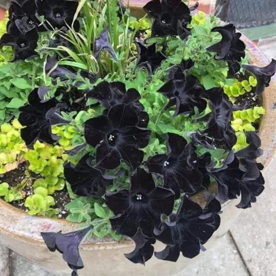 2 Black Petunia Plants Live, Vibrant Flowering Seedlings, 5-9 Inches Tall for Outdoor Spaces, Petunia Flowers