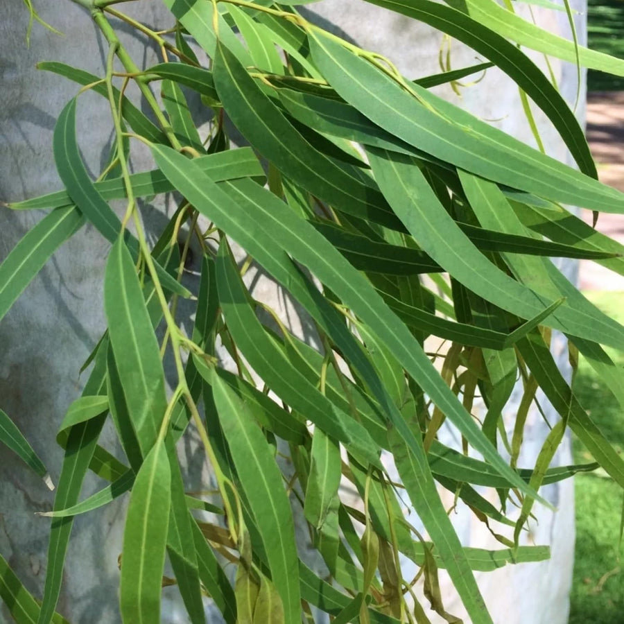 Eucalyptus Tree Live Plant 5″ Pot, Fragrant Eucalyptus Plant, Easy Grow Ornamental Tree for Outdoor (Lemon Eucalyptus)