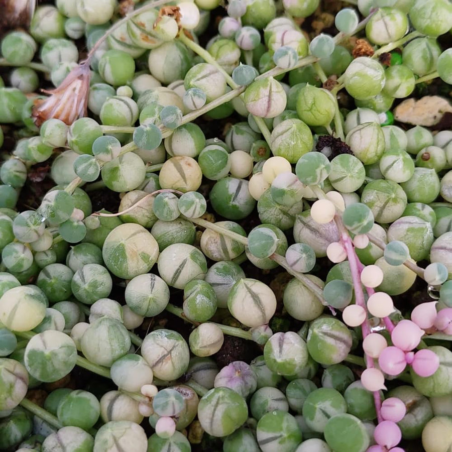 String of Pearls Plant Live in 2" Pot, Succulent Vine, Trailing Indoor Houseplant for Hanging Baskets (Variegated String of Pearls)