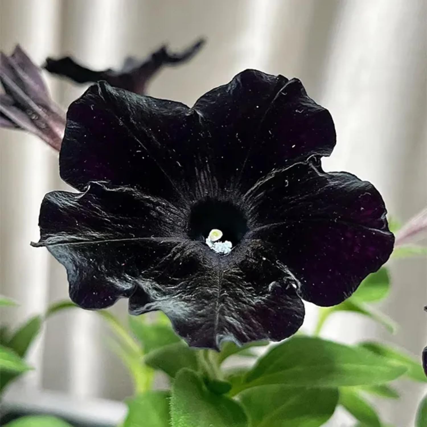 2 Black Petunia Plants Live, Vibrant Flowering Seedlings, 5-9 Inches Tall for Outdoor Spaces, Petunia Flowers