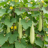 Pack 25 Bottle Gourd Seeds, Long Melon Climbing Vine, Vegetable Seed for Outdoor Gardening, Zone 8 to 11