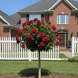 04 Althea Rose of Sharon Plants Live Trees, 1-2 Ft Dormant Bare Roots, Hardy Hibiscus Flowering Shrub, Vibrant Outdoor Spring Planting, Fast-Growing Perennial (Red)