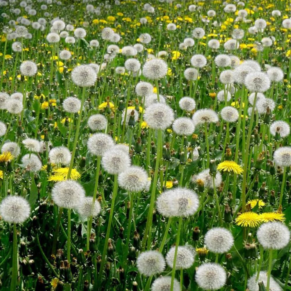 Dandelion Live Plant in 4'' Pot, Hardy Yellow Dandelion Flower Plant, Live Dandelion Plant, Edible Herb for Garden, 4-6 Inch Tall