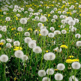 Dandelion Live Plant in 4'' Pot, Hardy Yellow Dandelion Flower Plant, Live Dandelion Plant, Edible Herb for Garden, 4-6 Inch Tall