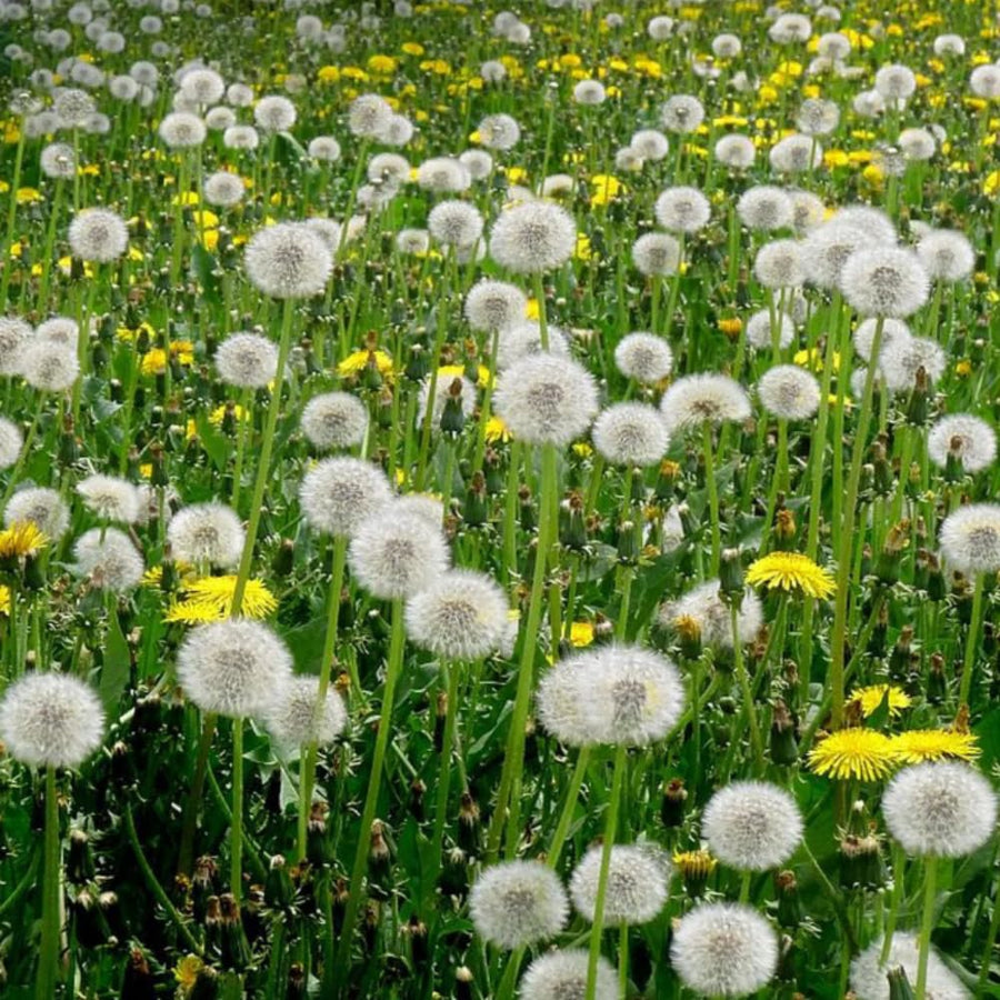 Dandelion Live Plant in 4'' Pot, Hardy Yellow Dandelion Flower Plant, Live Dandelion Plant, Edible Herb for Garden, 4-6 Inch Tall