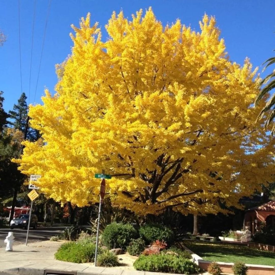 Ginkgo Biloba Tree Live Plant 1 Year Old Seedling, Yellow Maidenhair Tree for Outdoor Planting, 6-10 Inches in Tall in 4" Potted