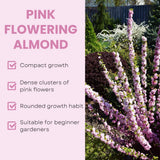 Almond Tree Live Plant, Pink Flowering Almond Shrub, 8-10 Inches Tall, Double Pink Blooms, Spring Blooming Ornamental Shrubs for Outdoor Garden