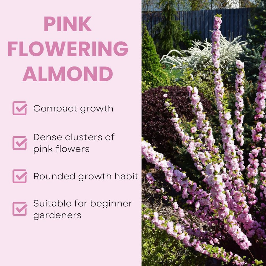 Almond Tree Live Plant, Pink Flowering Almond Shrub, 8-10 Inches Tall, Double Pink Blooms, Spring Blooming Ornamental Shrubs for Outdoor Garden