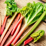 Pack 5 Rhubarb Roots Plants, Red Rhubarb Roots Vegetable for Planting, Hardy Perennial Vegetables