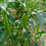 50 Bird Chili Pepper Seeds, Hot Pepper for Planting, Heirloom Variety for Garden