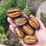 2 Pecan Trees 8-10'' Tall, Live Pecan Nut Trees for Outdoor Planting, Hardy Nut Tree Plants for Garden, Ready to Grow