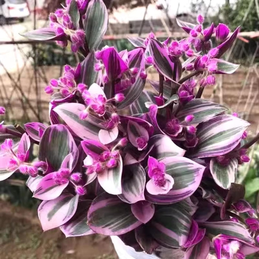 2 Pink Wandering Jew Live Plant, Tradescantia Nanouk Plant Live, Succulent Plant Live, 2 Inc Potted