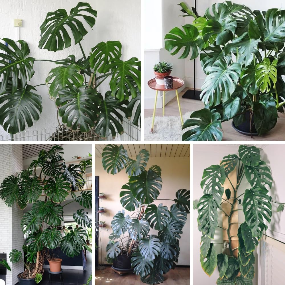 2 Swiss Cheese Plants Live, Monstera Live Plants, Swiss Cheese Philodendron House Plants for Planting, Rare Leaf Monstera 4 to 6 Leaves (Monstera Deliciosa Round Leaf)
