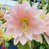 Epiphyllum Orchid Cactus Live Plant, 2 Plants Per Pot, Blooming Orchid Cactus for Indoor or Outdoor Growing (Salmon Epiphyllum)