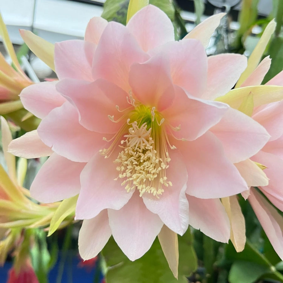 Epiphyllum Orchid Cactus Live Plant, 2 Plants Per Pot, Blooming Orchid Cactus for Indoor or Outdoor Growing (Salmon Epiphyllum)