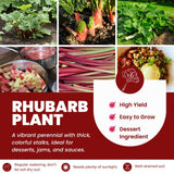 (Large Size) 5 Rhubarb Crowns for Planting, High Yield Rhubarb Plants Live Roots, Cold Hardy, Zones 2-8, Cold Hardy