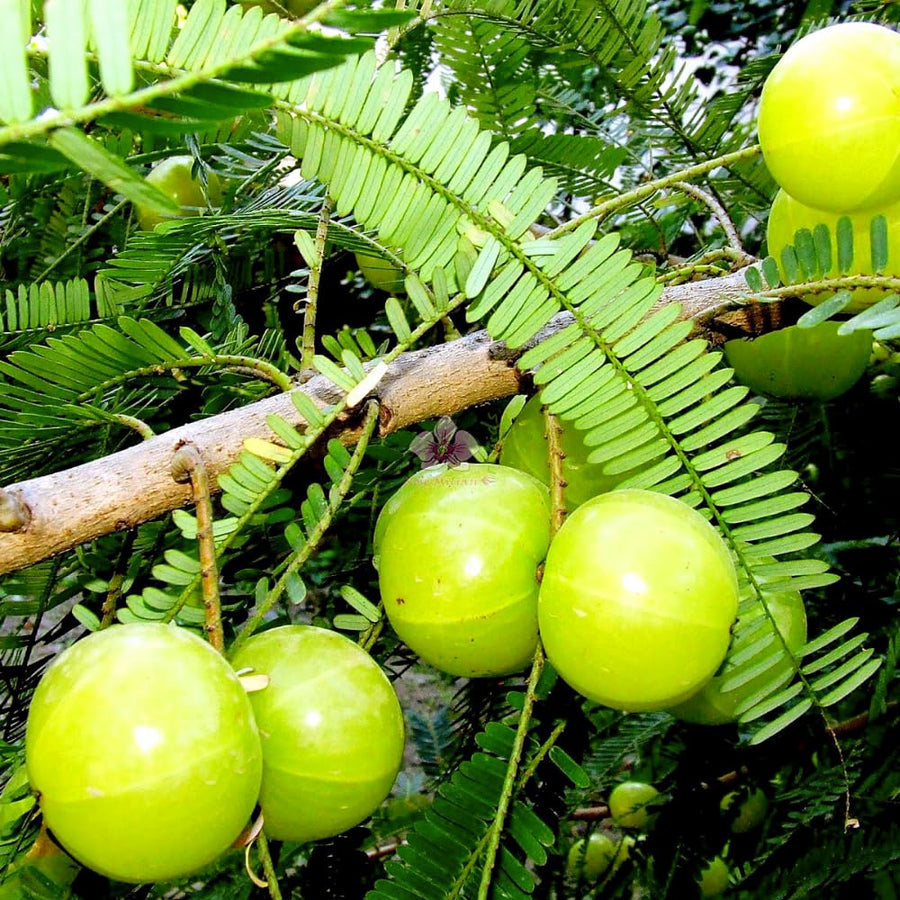 Gooseberry Tree Live, 3 Feet Tall, Tropical Fruit Tree for Outdoor Planting, Gooseberries Plant Live
