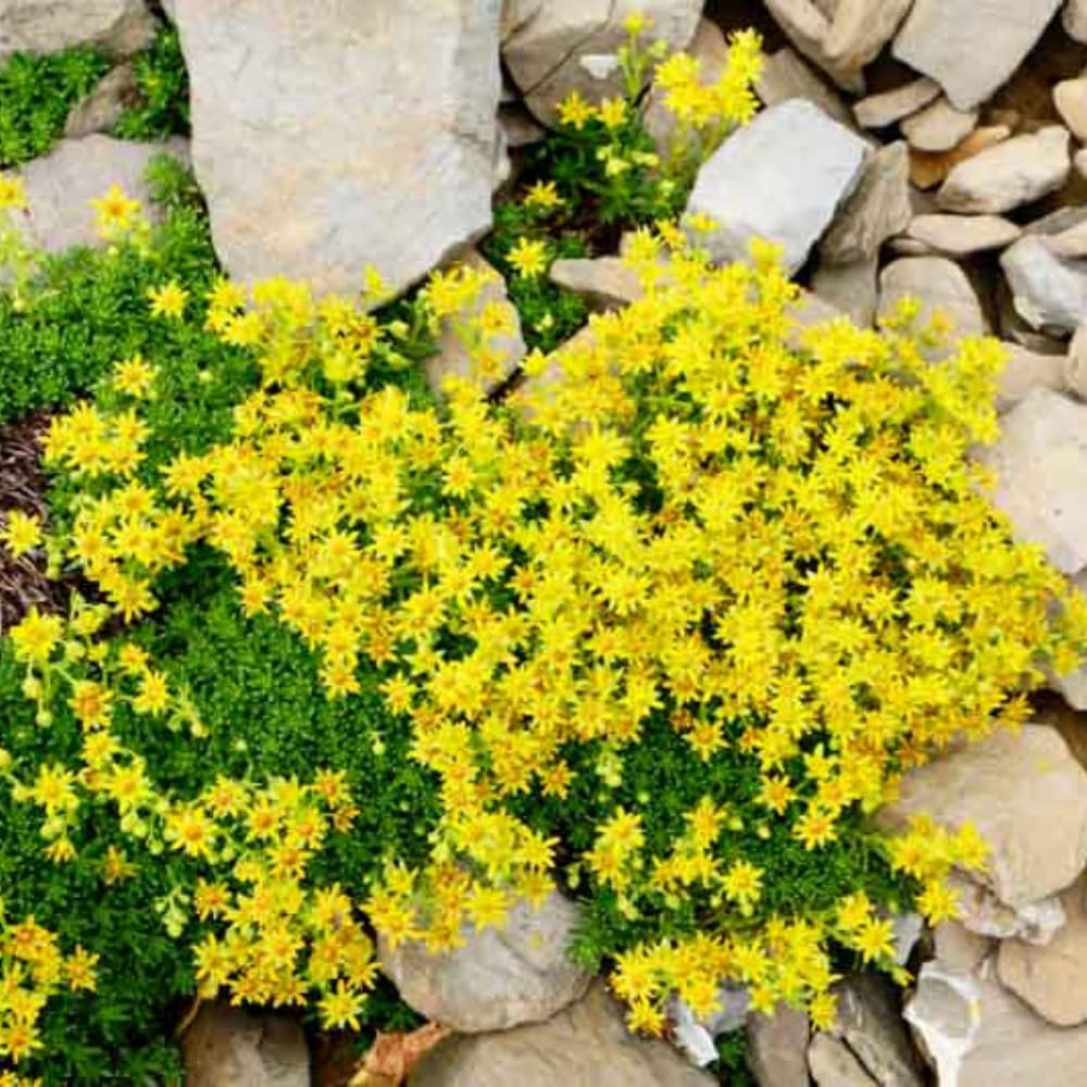 Yellow Sedum Plant Live, Rare Succulent Live Plant in 4" Pot, Hardy Ground Cover for Garden and Containers