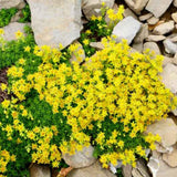 Yellow Sedum Plant Live, Rare Succulent Live Plant in 4" Pot, Hardy Ground Cover for Garden and Containers