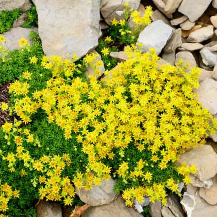 Yellow Sedum Plant Live, Rare Succulent Live Plant in 4" Pot, Hardy Ground Cover for Garden and Containers