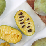 2 Pawpaw Tree Live Plants Bares Roots, Paw Paw Plant, Cold Hardy Fruit Tree Home Orchards Growing, 6 Inches and 11 Inches in Height