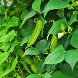 25 Winged Bean Seeds, Climbing Vegetable Vine Seeds, Tropical Garden Seeds for Trellis and Outdoor Growing