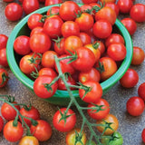 Tomato Plant Live, Tomato Cherry Red Plant 8-10'' Height, 4 Inches Pot, Vegetable Plant for Outdoor Garden