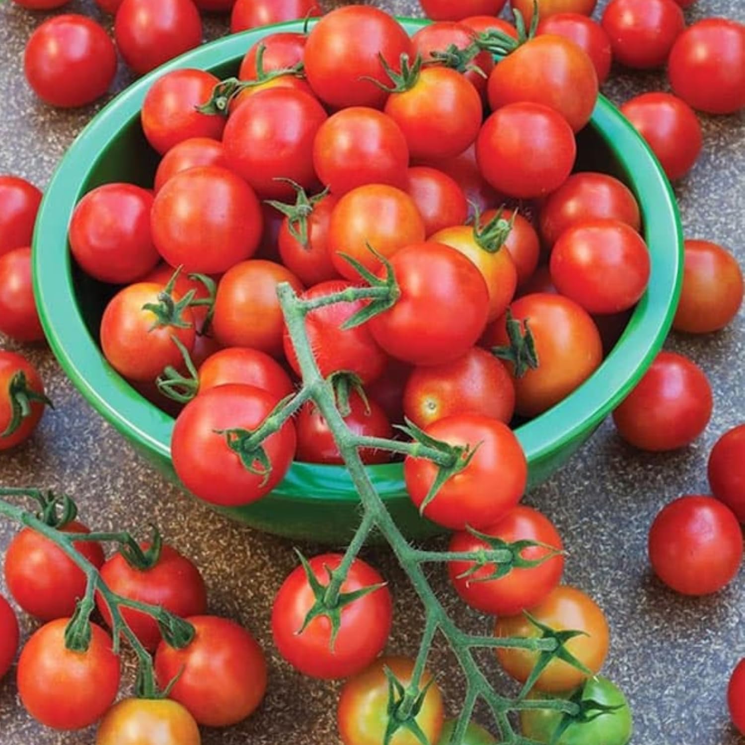 Tomato Plant Live, Tomato Cherry Red Plant 8-10'' Height, 4 Inches Pot, Vegetable Plant for Outdoor Garden