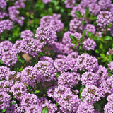 5000 Creeping Thyme Seeds for Planting - Ground Cover Herb Seeds, Low Growing Flowering Thyme for Lawn, Garden