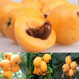 Loquat Tree Live Plant, 5 to 9 Inc in Height, Golden Loquat Plant Live, Cold Hardy Fruit Tropical Plant Home Orchard