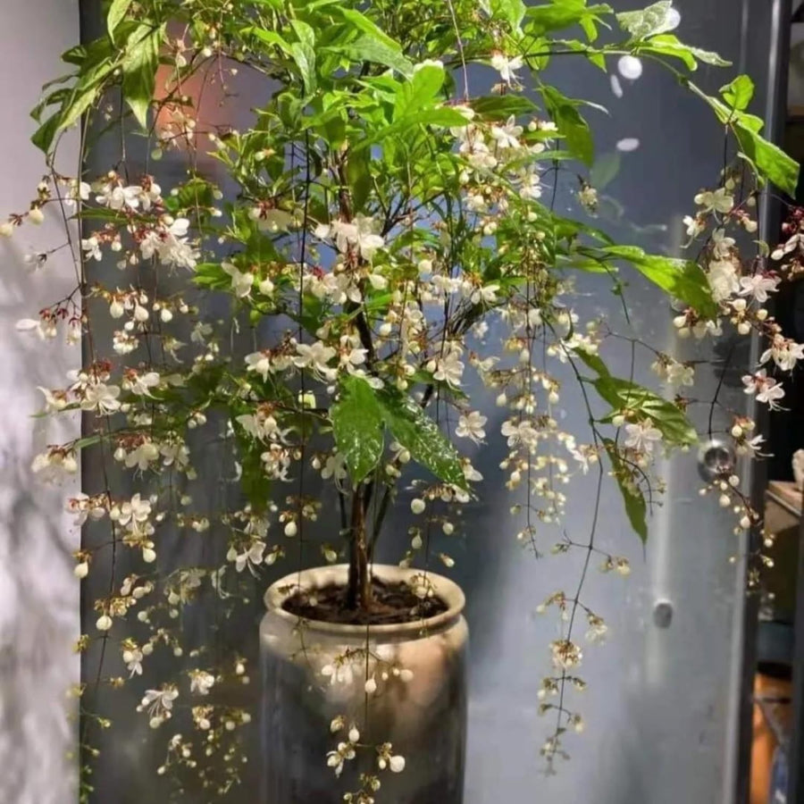 2 Clerodendrum Plants Live 5-9 Inc Tall - Great for Beautifying Indoor and Outdoor Spaces - Trailing Light Bulb Flowering Vine (Light Wallichii Smithianum)