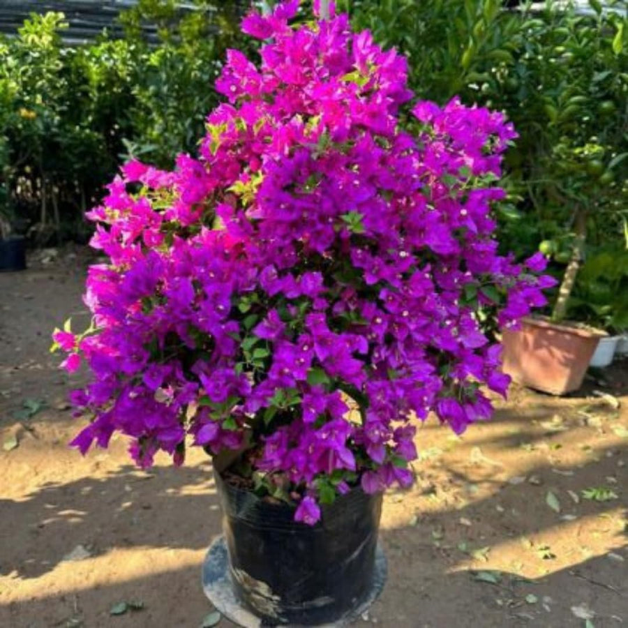 Purple Bougainvillea Tree Live Plant, 1 Year Old Ready to Plant Outdoor, Very Hardy