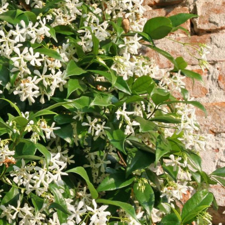 Star Jasmine Plant Live, Fragrant Jasmine Vine for Outdoor Planting, Starter Plant in 4'' Pot, Easy Care