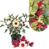 Sabdariffa Red Roselle Hibiscus Plant Live, Roselle Hibiscus Flowers, 8-12'' Tall in Half Gallon Pot, Red Sorrel Jamaica Live, Ready to Grow