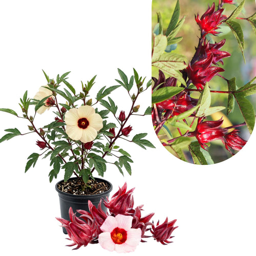 Sabdariffa Red Roselle Hibiscus Plant Live, Roselle Hibiscus Flowers, 8-12'' Tall in Half Gallon Pot, Red Sorrel Jamaica Live, Ready to Grow