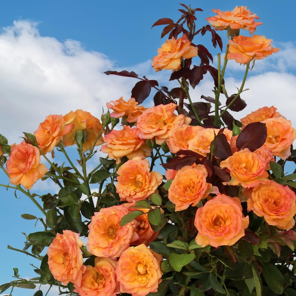 Miniature Rose Plant, Live 3.5” Potted Rose, Compact, Colorful Flowering Rose Bush for Indoor Outdoor Gardens (Orange)
