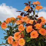 Miniature Rose Plant, Live 3.5” Potted Rose, Compact, Colorful Flowering Rose Bush for Indoor Outdoor Gardens (Orange)