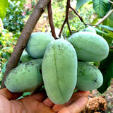 2 Pawpaw Tree Live Plants Bares Roots, Paw Paw Plant, Cold Hardy Fruit Tree Home Orchards Growing, 6 Inches and 11 Inches in Height