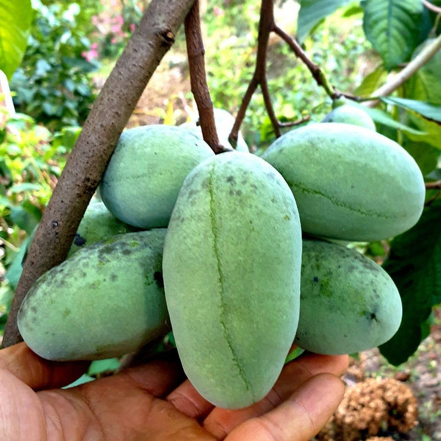 Pawpaw Tree Live Plant, Paw Paw Plant, 6 to 12 Inc, Cold Hardy Fruit Tree Home Orchards, Quart Pot