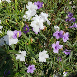 Pack 2 Mexican Petunias Live Plants, Mixed Colors Petunias Plant 4-8" Tall, 3 Plants Per 4" Pot, Vibrant Flowers for Outdoor Gardens